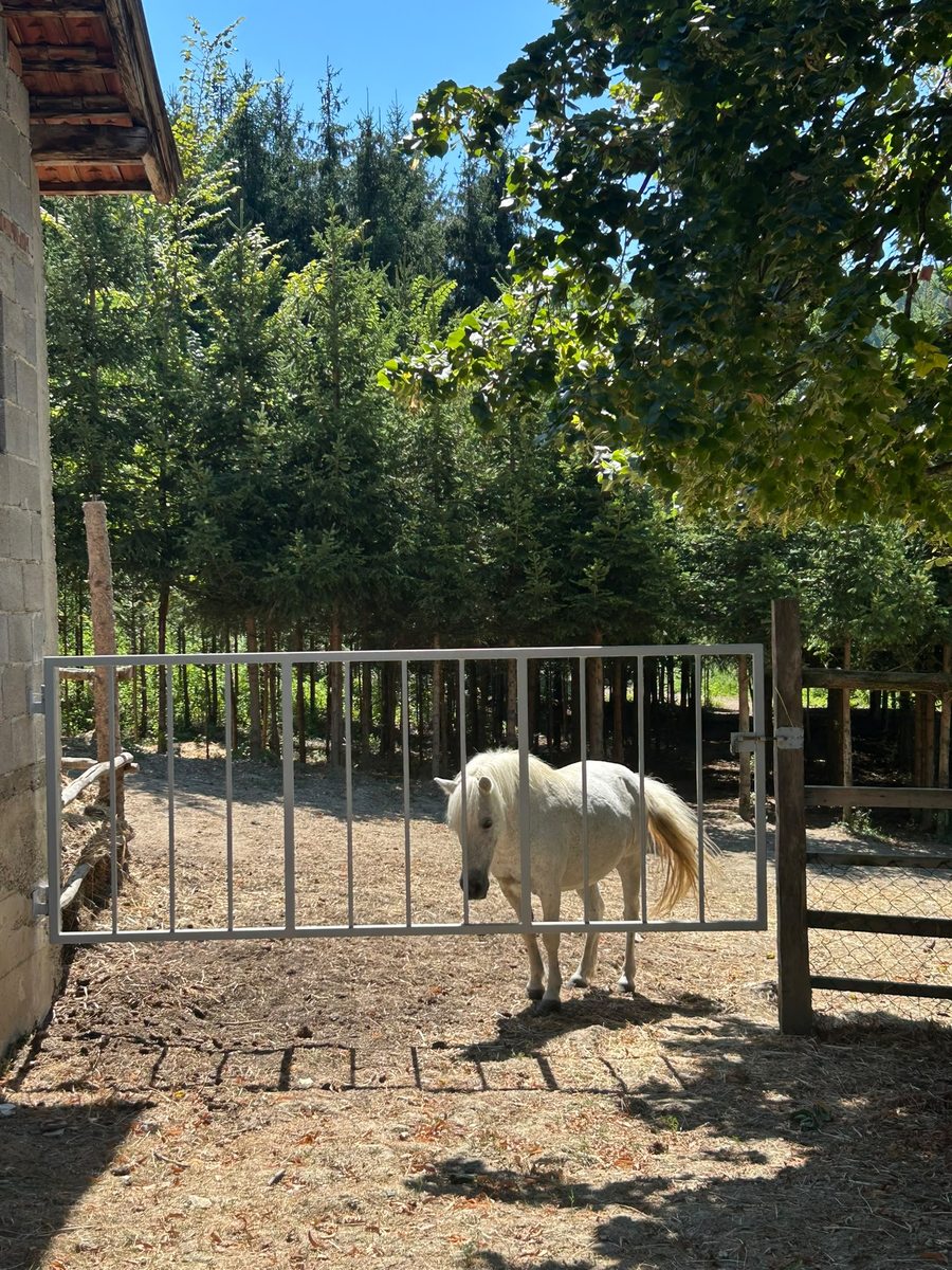 Bijeli poni Bugi u dvorištu